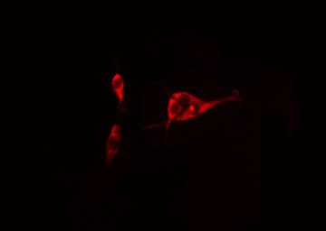 AUTL1 / ATG4C Antibody
