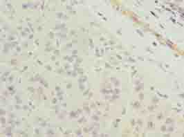 TMEM177 Antibody