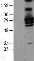 RIP1 / RALBP1 Protein (Over-Expression Lysate Myc-DDK (Flag))
