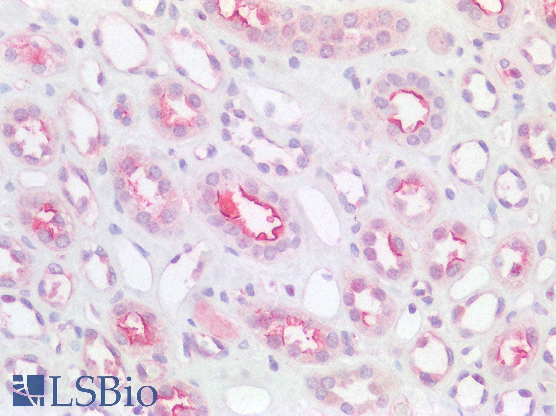 CD163L1 / SCART1 Antibody