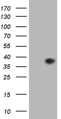 EGFL7 Antibody (aa24-273, clone OTI5F12)