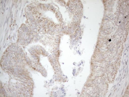 NAPSA / NAPA / Napsin A Antibody (aa64-244, clone OTI3E5)