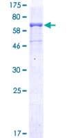 Human CD96 / TACTILE Protein (Recombinant GST)