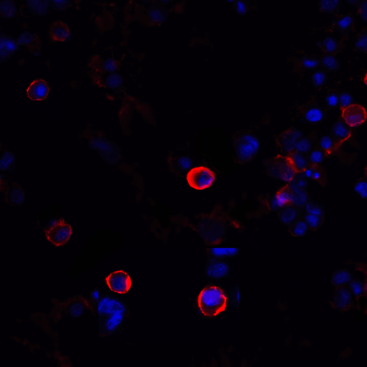 CTLA4 / CD152 Antibody (clone 1E6)