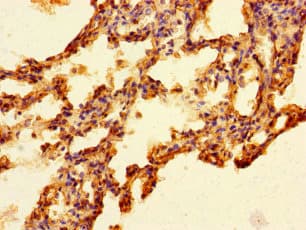 FAM131A Antibody