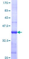 Human GSPT1 Protein (Recombinant GST, N-terminus)