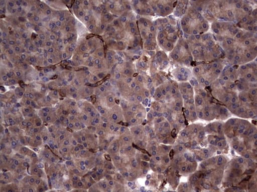 RSPO3 Antibody (aa22-272, clone 3D5, Carrier-free)