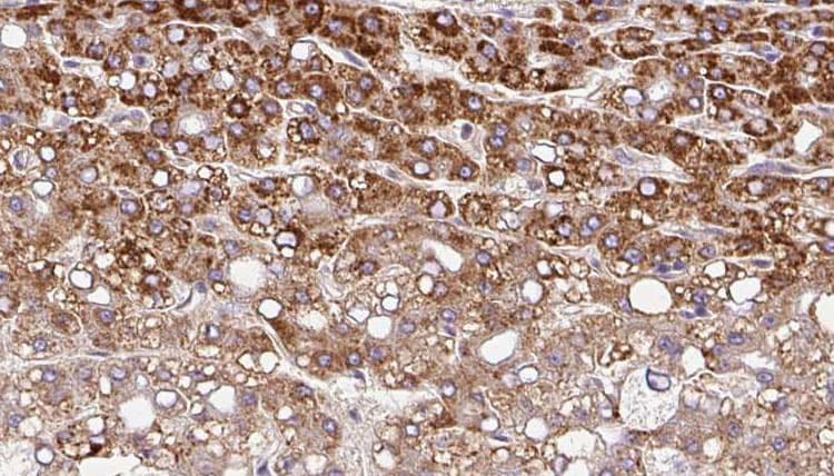 SLC10A4 Antibody