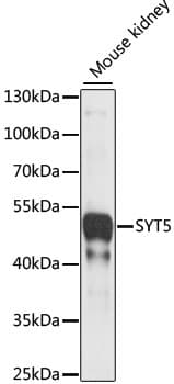 SYT5 Antibody