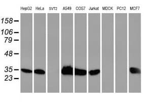 HSPBP1 Antibody (clone OTI1D5)