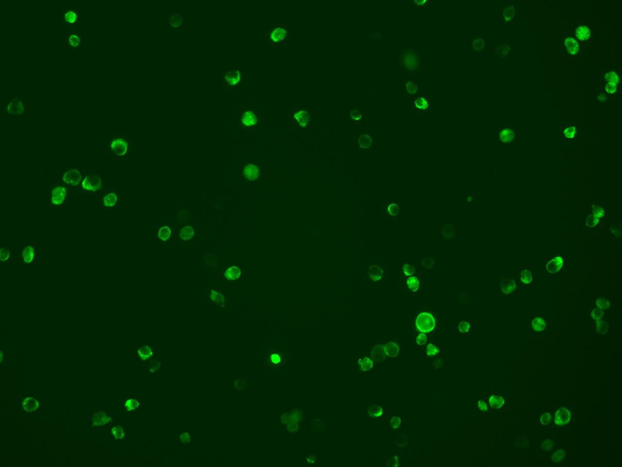 TREML1 / TLT1 Antibody