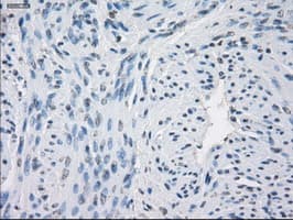 GBP2 Antibody (clone OTI4H2)