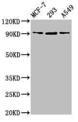 IHC-plus™ HSP90B1 / GP96 / GRP94 Antibody (aa 27-799)