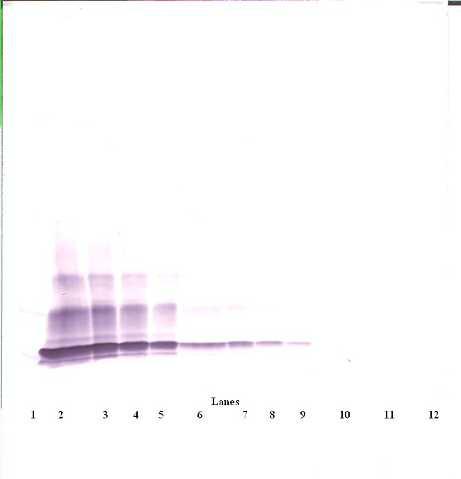Polyclonal Rabbit anti-Mouse CXCL5 Antibody (WB)