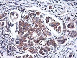 HMOX2 / Heme Oxygenase 2 Antibody (clone OTI1C2)