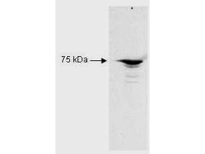 Polyclonal Rabbit anti-Human RFX5 Antibody (WB)