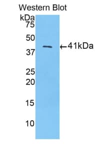 Polyclonal Rabbit anti-Human H2AFZ / H2A.z Antibody (FITC, aa2-128, WB)