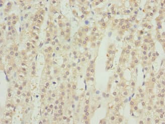 RRAGC / RAGC Antibody