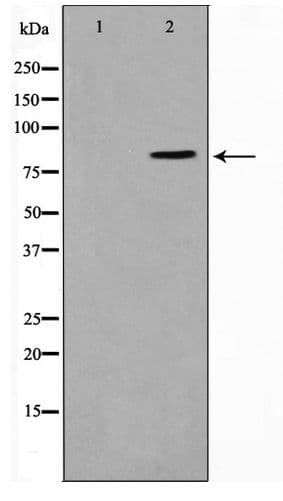 STON1 Antibody