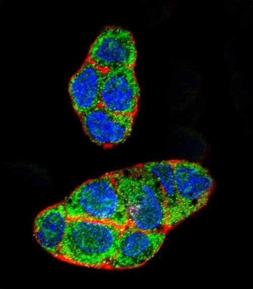 Polyclonal Rabbit anti-Human NR1I2 / PXR Antibody (aa100-127, IHC, IF, WB)