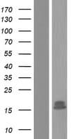 NETO1 Protein (Over-Expression Lysate Myc-DDK (Flag))