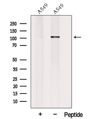 PLEKHG5 Antibody