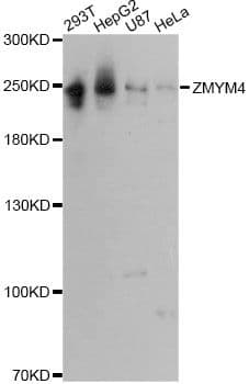 Polyclonal Rabbit anti-Human ZMYM4 / ZNF262 Antibody (WB)