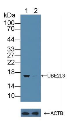Polyclonal Rabbit anti-Human UBE2L3 / UBCH7 Antibody (aa4-154, WB)