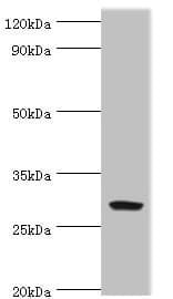 SPIN2B Antibody (aa1-258)