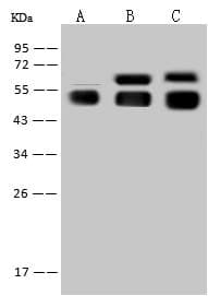 AGT / Angiotensinogen Antibody (clone 001, Preservative Free)