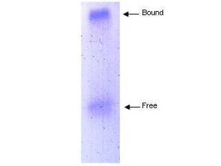 IHC-plus™ APOA1 / Apolipoprotein A 1 Antibody