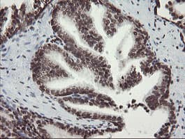CHN1 Antibody (clone OTI2G6)