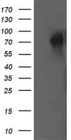 DEF6 Antibody (clone OTI2C11)