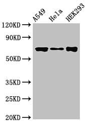 CRTC1 / MECT1 / TORC1 Antibody