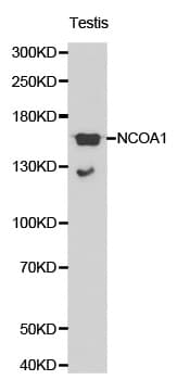 NCOA1 / SRC-1 Antibody