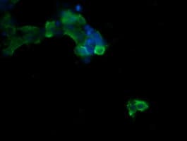 BTLA / CD272 Antibody (clone OTI4D6)