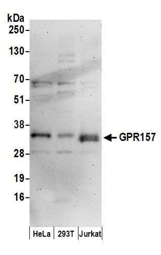 GPR157 Antibody (aa285-335)