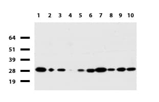 C14orf166 Antibody (clone UMAB175)