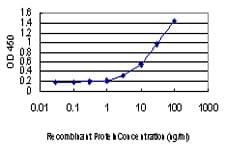 IHC-plus™ CREB1 / CREB Antibody (clone 5F2)