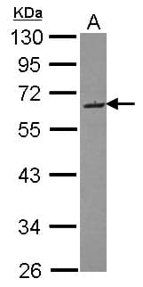 SMOC2 Antibody