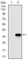 Monoclonal Mouse anti-Human TWIST1 / TWIST Antibody (clone 10E4E6, aa9-74, IHC, IF, WB)