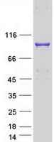 Human OGFR Protein (Recombinant Myc-DDK (Flag))