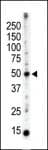 PACSIN3 Antibody (aa1-30)