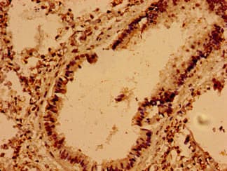 VAMP7 / SYBL1 / T1 VAMP Antibody