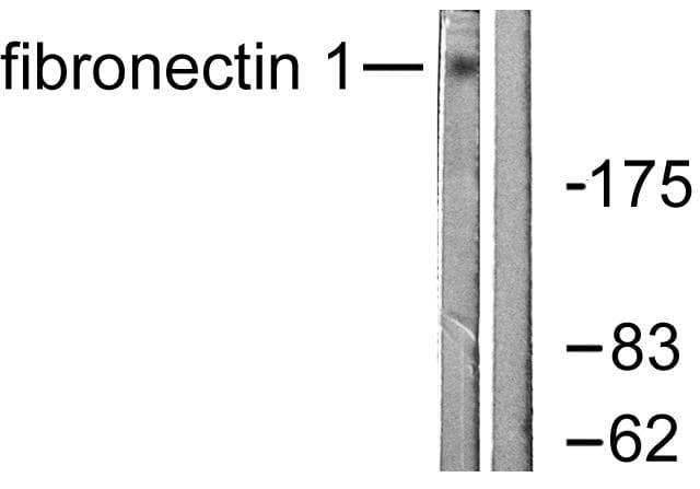 FN1 / Fibronectin Antibody