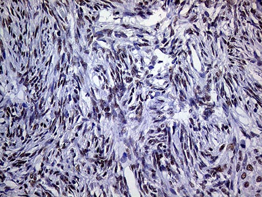 RING1 Antibody (aa88-362, clone OTI3G7)