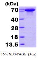 Human HSPA6 / HSP70B' Protein (Recombinant His)