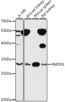 HMOX1 / HO-1 Antibody