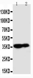 KLK9 / Kallikrein 9 Antibody (aa236-250)