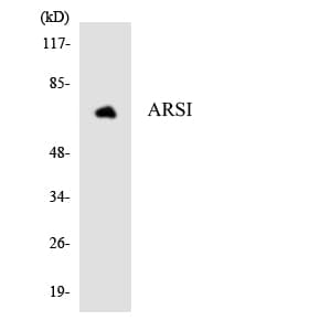 ARSI / Arylsulfatase I Antibody (aa296-345)